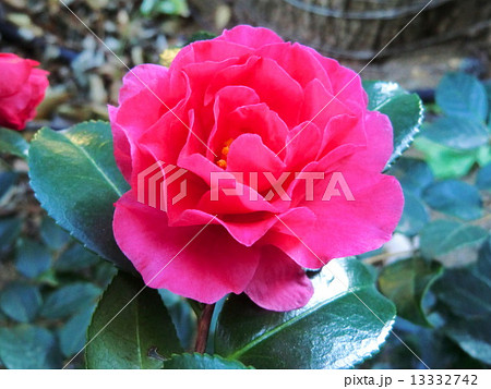 深紅のバラと見まごうほどの山茶花の花。 深紅のバラと見まごうほどの山茶花の花。 13332742