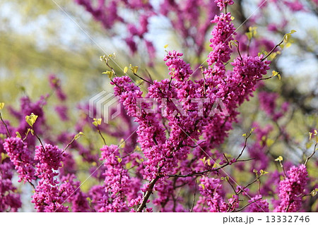 赤紫色の小さな花が枝にびっしりと咲く ハナズオウの花 の写真素材