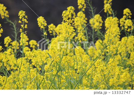 春の訪れを実感させてくれる使者、菜の花。 13332747