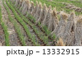 稲刈り後の田んぼにあるわらぐろ 13332915