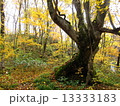 大木　紅葉 13333183