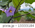 なすの花 13333184