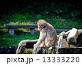 遠くを見つめるニホンザル 13333220
