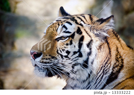寝起きのトラ 寝起きのトラ 13333222