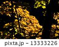 黄金色のもみじ 13333226