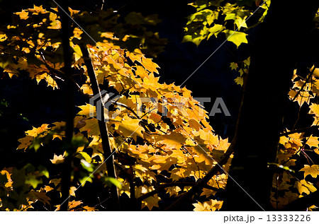 黄金色のもみじ 13333226