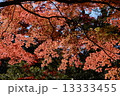 紅葉の赤 13333455
