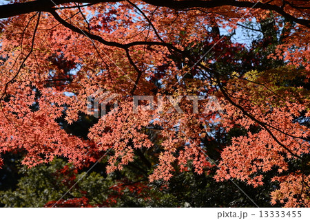 紅葉の赤 13333455