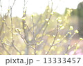 緑直前 13333457