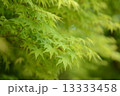 紅葉前 13333458