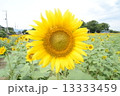 たんぽぽ 13333459