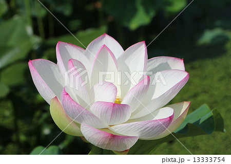 福井県花ハス公園のハス２５ 13333754