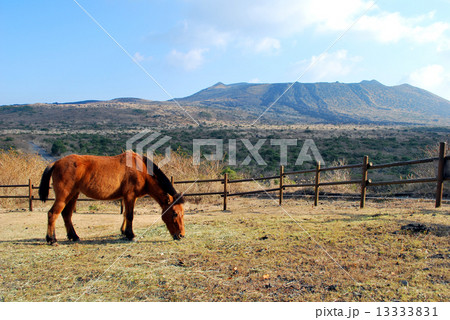 伊豆大島三原山と馬 伊豆大島三原山と馬 13333831