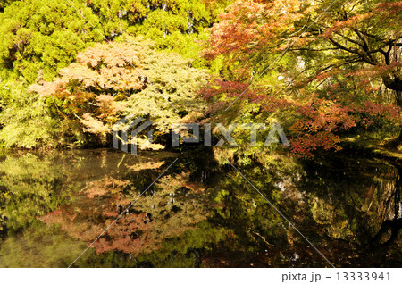 紅葉 13333941