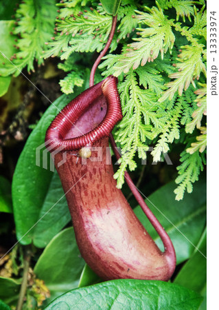 Nepenthes carnivorous plant Nepenthes carnivorous plant 13333974