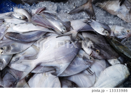 White pomfret White pomfret 13333986