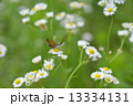 小さな気品 13334131