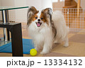 あそぼ！ 13334132