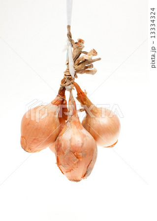 タマネギ タマネギ 13334324