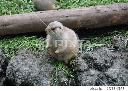 プレーリードッグ 13334563