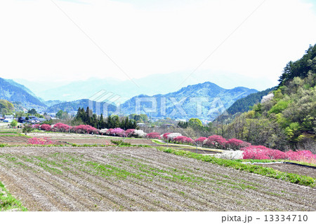 花桃咲く山里 13334710