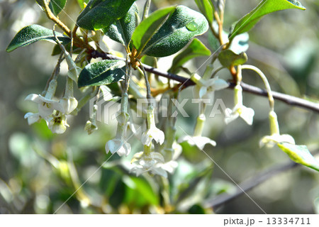 茱萸の花 13334711