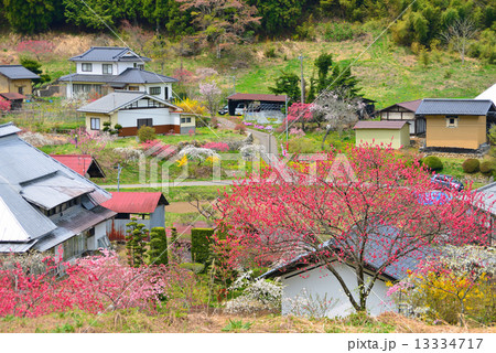 花桃咲く山里 花桃咲く山里 13334717
