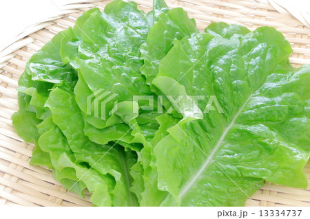 サンチュ 13334737