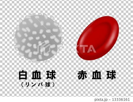 白血球と赤血球のイラスト素材