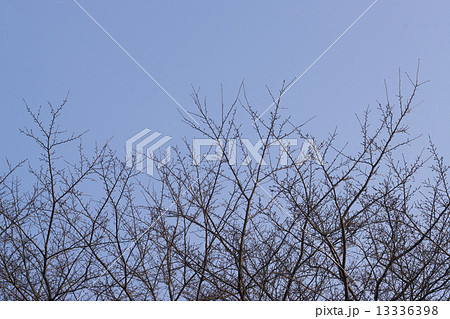 枯れ枝 青空 枯れ枝 青空 13336398