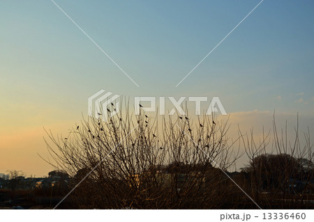 見沼田圃・冬日晴天 見沼田圃・冬日晴天 13336460