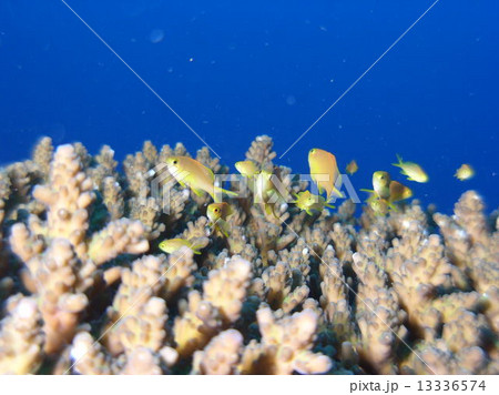 フィリピン・ボホール島の黄色い熱帯魚 13336574