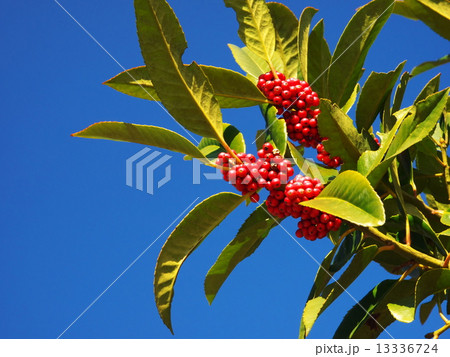 タラヨウ タラヨウ 13336724