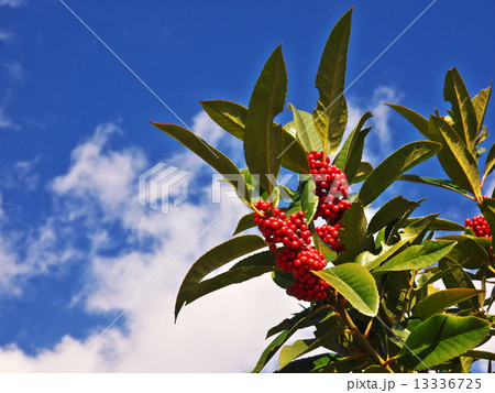 タラヨウ タラヨウ 13336725