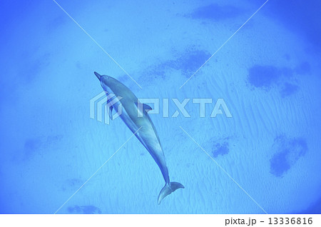 ハワイ島のハシナガイルカ 13336816