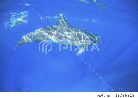 ハワイ島のハシナガイルカ ハワイ島のハシナガイルカ 13336818