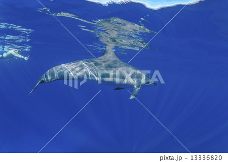 ハワイ島のハシナガイルカ 13336820