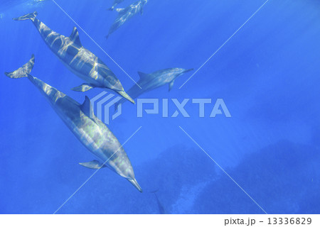 ハワイ島のハシナガイルカ 13336829