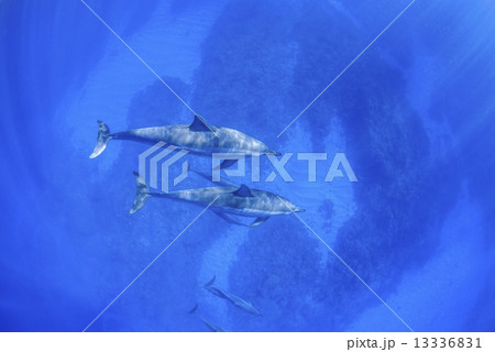ハワイ島のハシナガイルカ 13336831