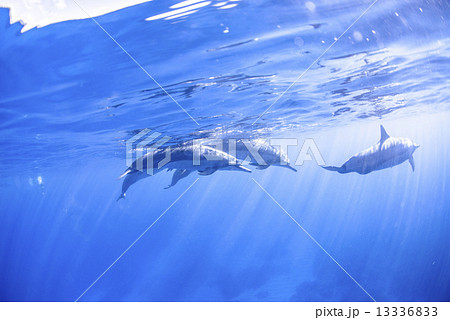 ハワイ島のハシナガイルカ ハワイ島のハシナガイルカ 13336833
