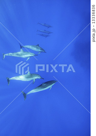 ハワイ島のハシナガイルカ ハワイ島のハシナガイルカ 13336836