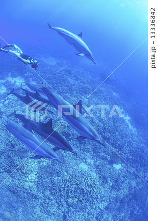 ハワイ島のハシナガイルカ 13336842