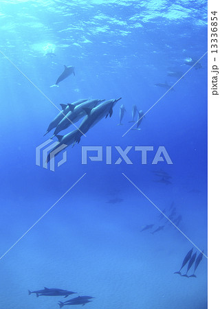 ハワイ島のハシナガイルカ 13336854