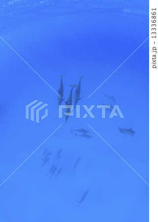 ハワイ島のハシナガイルカ 13336861