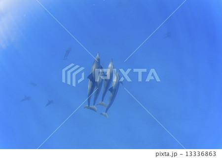 ハワイ島のハシナガイルカ 13336863