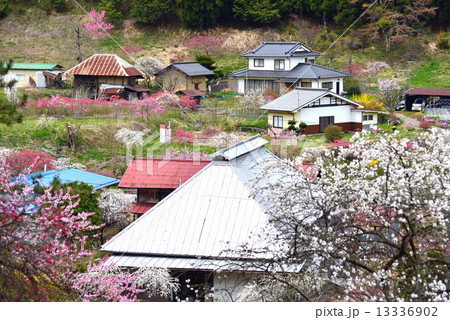 花桃咲く山里 13336902