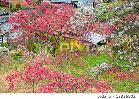 春爛漫の里山 13336903
