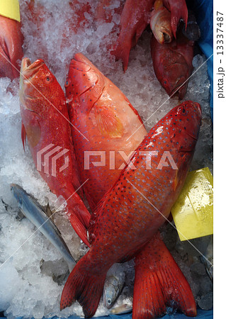 Star grouper fish Star grouper fish 13337487