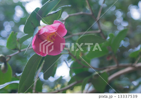 椿・一重咲き　ピンク 13337539