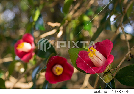 椿・一重咲き 赤 椿・一重咲き 赤 13337540